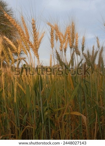 Triticum aestivum L plant or wheat plant or wheat field.Close to ripe wheat plant background Royalty-Free Stock Photo #2448027143