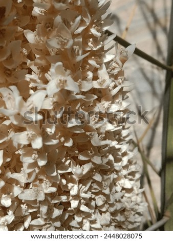 Phoenix dactylifera flower or date flowers or flowers of the date palm tree.date palm white flower pattern background  Royalty-Free Stock Photo #2448028075