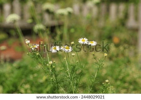 Daisy bush on the background of eroded wooden fence