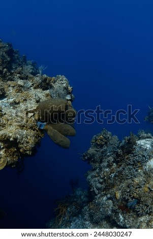Photo of a deep dive site with large coral reef structure and deep blue background