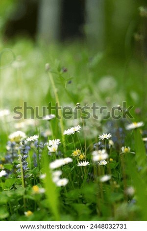 beautiful flowers meadow in the morning, morning light, Herbs and daisies