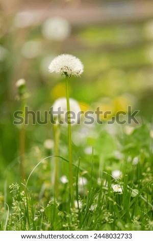 Dandelion in a green meadow