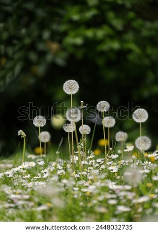 many dandelions in a green meadow, copy area