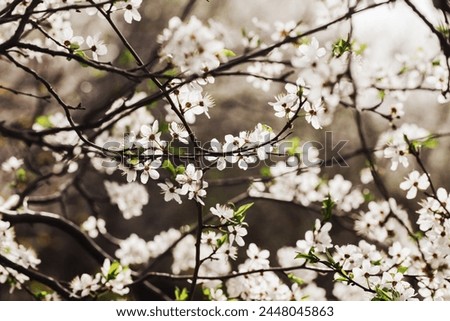 White flower flakes. Blooming tree. Prunus Spinosa. Closeup macro with shallow depth of field. Spring bloom. Floral background. Tree branch isolated. Springtime outdoor. Artistic early flowers.