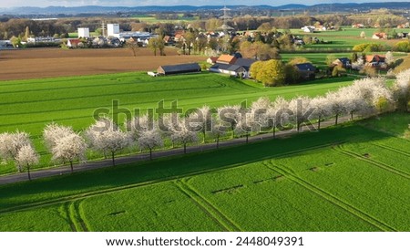Aerial drone view of spring landscape a road among blossoming cherry alley near village and green fields. Germany countryside