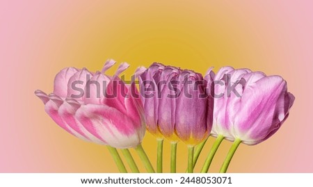 collage of pink tulips on a bright background