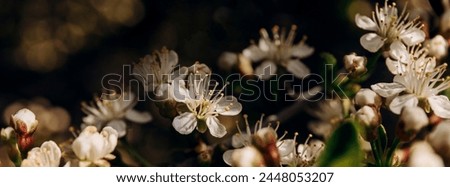 
A long narrow banner, or cover for a website or social network. Spring white cherry flowers close-up. Macro photography.