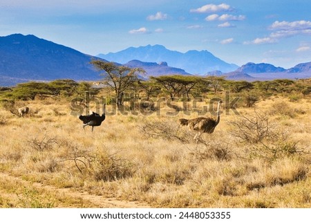 Picture perfect African savanna landscape with Male and Female Ostrich on the run with lovely blue hills in the far distance at the enchanting Buffalo Springs Reserve in Samburu County, Kenya