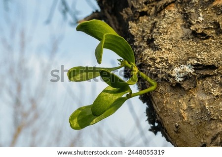 Close-up of a young mistletoe plant (Viscum album, common mistletoe). Macro photo of European mistletoe branches on a tree