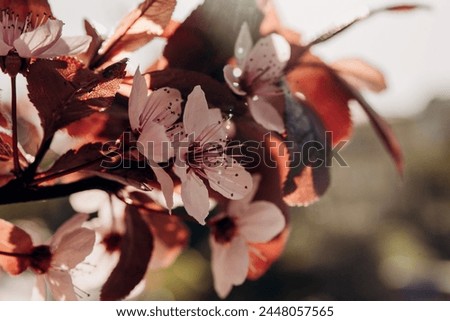 
Postcard, banner, cover. Sakura flowers close-up. Backlight, bright sun. Macro photography.