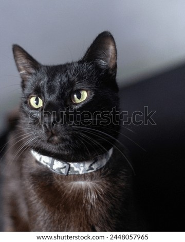 Beautiful black cat sitting on the sofa and wearing a collar