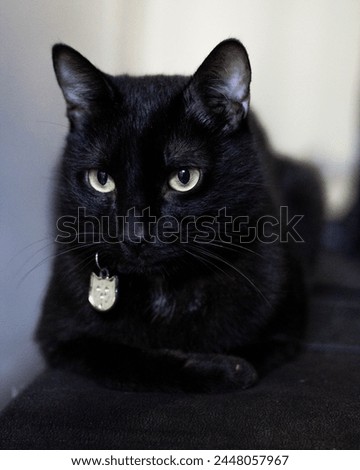 Beautiful black cat sitting on the sofa and wearing a collar