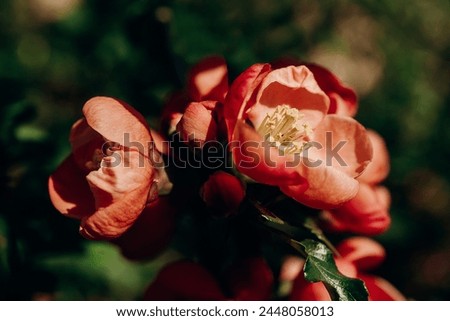 Postcard, banner, cover. Scarlet flowers close up. Bright sun. Macro photography