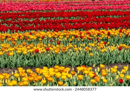 Rows of beautiful vibrant colorful tulips at Burnside Farms in Northern Virginia Royalty-Free Stock Photo #2448058377