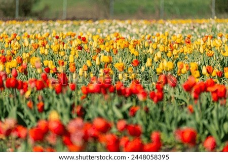 Rows of red and yellow tulips at Burnside Farms in Virginia Royalty-Free Stock Photo #2448058395
