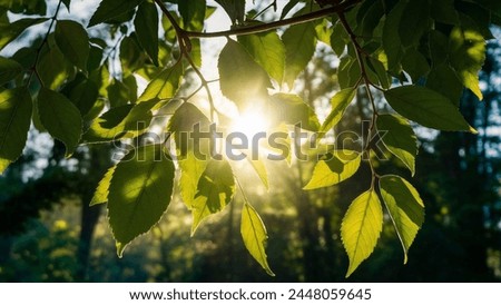 Sunlight Through Leaves High Quality Royalty-Free Stock Photo #2448059645