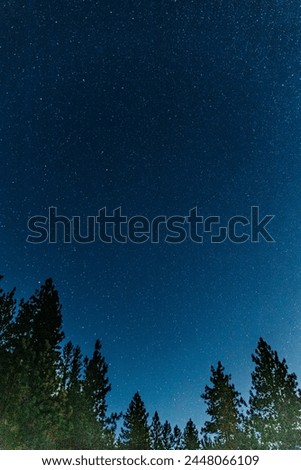 Night sky with stars over forest trees below