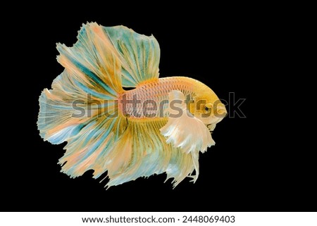 Yellow halfmoon dumbo ear betta fish
