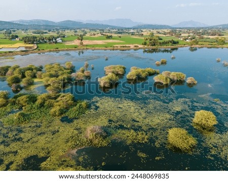 drone shot aerial view top angle bright sunny bird sanctuary thorn tree lake pond greenery background wallpaper forest jungle woods canopy afforestation tropical rainforest india Kerala turquoise blue