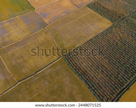 beautiful drone shot aerial view top angle  agricultural country ploughed green fields rice paddy  cultivation irrigation fertile ruralscape countryside farm india tamilnadu wallpaper golden yellow 