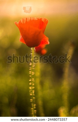 a flower
flower at sunrise
the beautiful flower known as the poppy