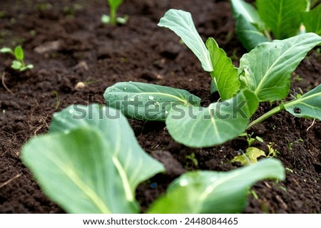 cabbage growing planting hands working in the garden