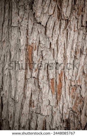 Bark pattern is seamless texture from tree. For background wood work, Bark of brown hardwood, thick bark hardwood, residential house wood. nature, trunk, tree, bark, hardwood,  Royalty-Free Stock Photo #2448085767