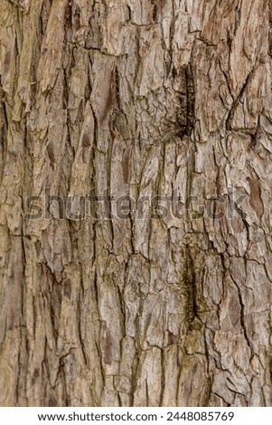 Bark pattern is seamless texture from tree. For background wood work, Bark of brown hardwood, thick bark hardwood, residential house wood. nature, trunk, tree, bark, hardwood,  Royalty-Free Stock Photo #2448085769