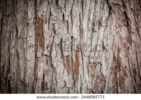 Bark pattern is seamless texture from tree. For background wood work, Bark of brown hardwood, thick bark hardwood, residential house wood. nature, trunk, tree, bark, hardwood,  Royalty-Free Stock Photo #2448085771