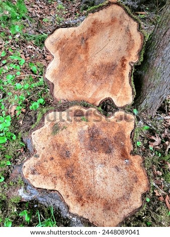 Dryad`s saddle mushroom on an old wooden stumps. Royalty-Free Stock Photo #2448089041