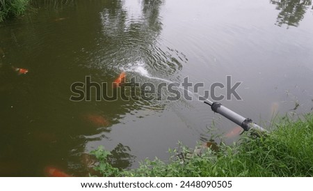 Very cool of outdoor on evening and there is fish on pool Royalty-Free Stock Photo #2448090505