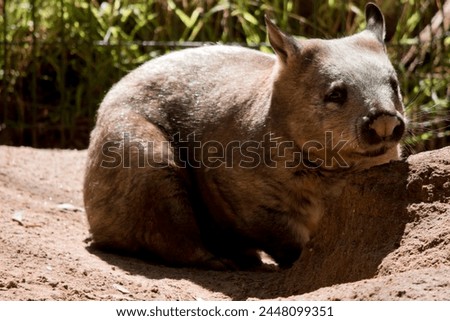 The hairy-nosed wombats have softer fur, longer and more pointed ears and a broader muzzle fringed with fine whiskers then  common wombats. 