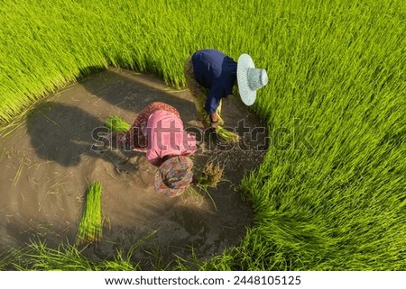 Two Asian woman rice farmer working and kick off the ground at green rice field in rainy season.Thai farmer soaked with water and mud to be prepared for planting.High speed shutter stop water drops.
