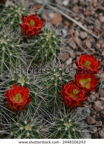 Red Claret Cup Cactus Flowers Royalty-Free Stock Photo #2448106243