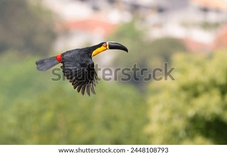 A bird photographed in Brasil