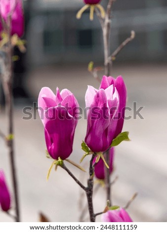 Spring magnolia with bright flowers