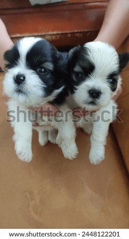 cute shistzu puppies love to take a picture