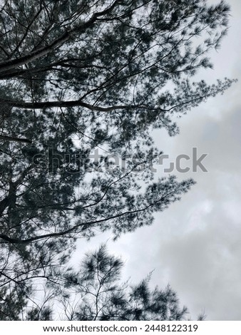pine trees, cloudy, background sky, background pine trees 