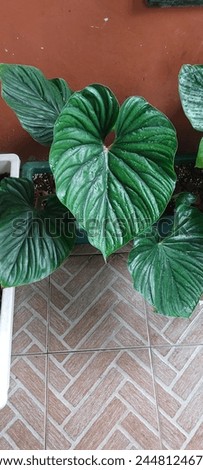 Philodendron plowmanii, named in honor of the late botanist Timothy Charles Plowman, is a terrestrial philodendron with a repent stem, meaning it creeps along the ground.  Royalty-Free Stock Photo #2448124673