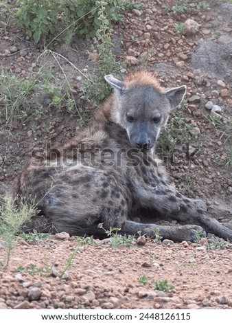 Kenyan safari- Africa  wildlife picture 