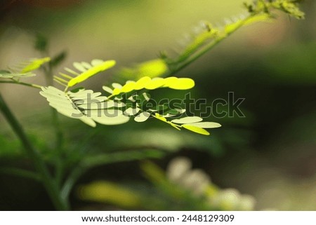 light and shadow Image of green leaves with green bokeh background.