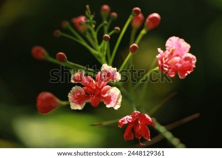 Image of red lowers and green leaves with green bokeh background.