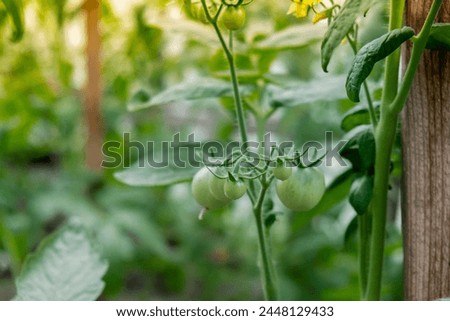 Glass Hothouse with green bush of raw grown tomatoes farming. Cherry tomatoes ripening on hanging stalk in greenhouse. Eco friendly vegan Royalty-Free Stock Photo #2448129433