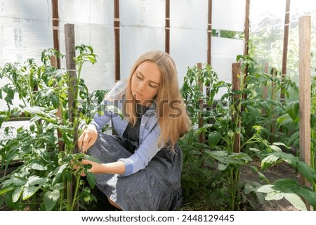Gardener works in Glass Hothouse with Cherry tomatoes ripening on hanging stalk in greenhouse. Agronomist inspect organic tomatoes. Eco friendly vegan Royalty-Free Stock Photo #2448129445