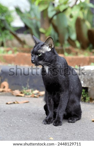 A black cat sitting in the street and looking at something 