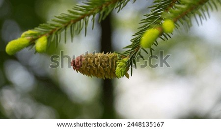 Close up of a green fir cone on a fir tree branch, young fir cone showing a green hue with hints of pink at its tips Royalty-Free Stock Photo #2448135167