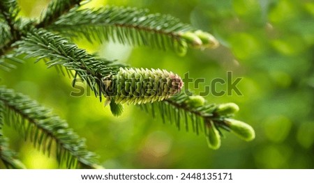 Close up of a green fir cone on a fir tree branch, young fir cone showing a green hue with hints of pink at its tips Royalty-Free Stock Photo #2448135171