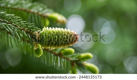 Close up of a green fir cone on a fir tree branch, young fir cone showing a green hue with hints of pink at its tips over blurred background with light spots Royalty-Free Stock Photo #2448135173