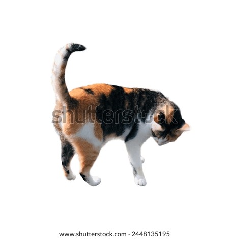 Calico Cat. isolated on white background. side view Royalty-Free Stock Photo #2448135195