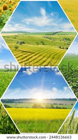 Agricultural fields and blue sky. Photo collage. Vertical photo